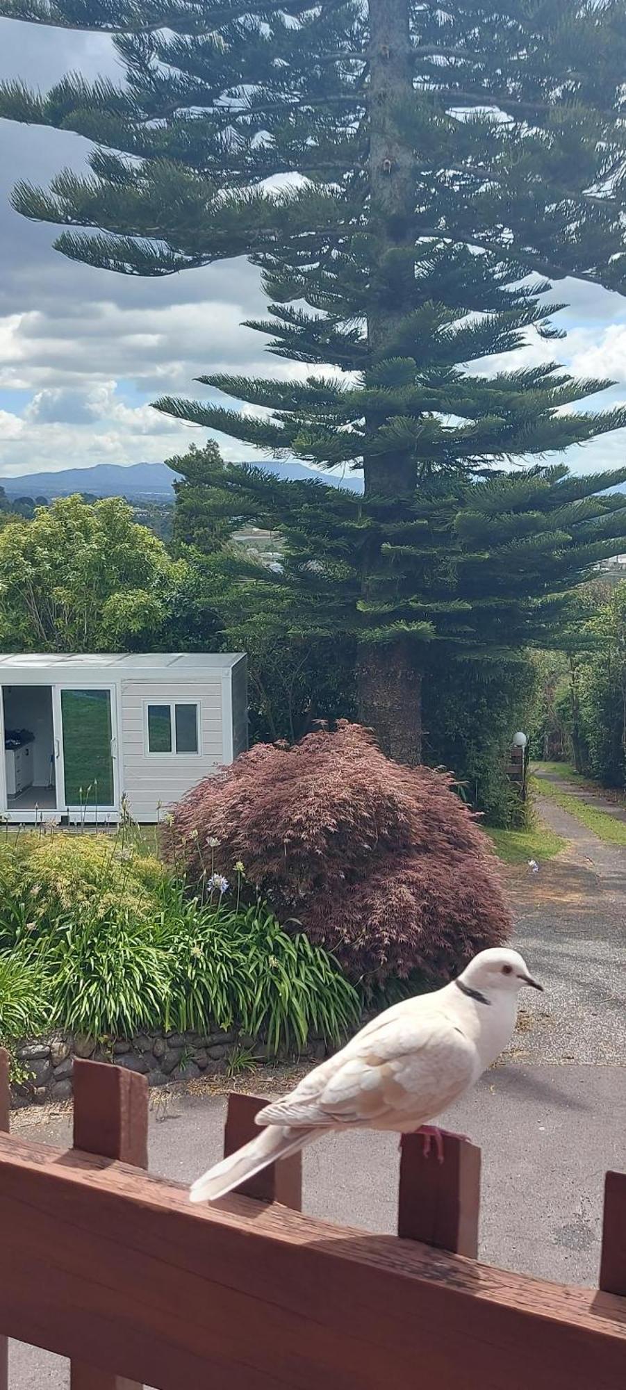 Haley'S Cabin Villa Tauranga Dış mekan fotoğraf